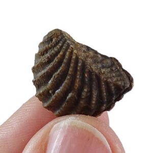 Pterotrigonia (Scabrotrigonia) scabra