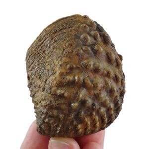 Steinmanella transitoria