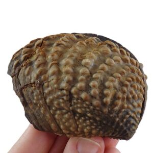 Steinmanella transitoria