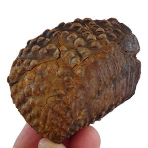 Steinmanella transitoria