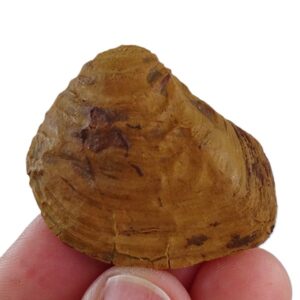 Buchotrigonia pizcuetana