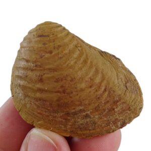 Buchotrigonia pizcuetana