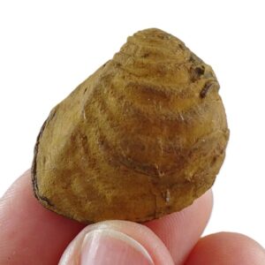 Buchotrigonia pizcuetana