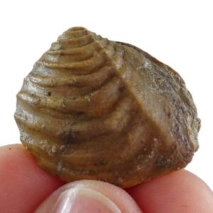 Buchotrigonia pizcuetana