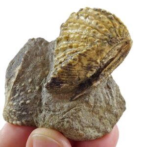 Scaphotrigonia navis  VENDIDO