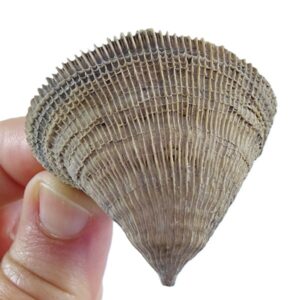 Placosmilia vidali=Aulosmilia archiaci