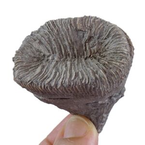 Placosmilia vidali=Aulosmilia archiaci
