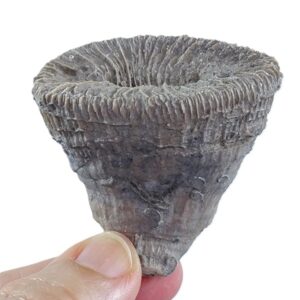 Placosmilia vidali=Aulosmilia archiaci