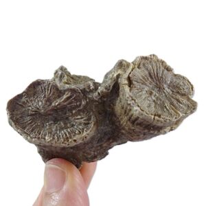 Hippurites canaliculatus