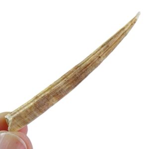 Dentalium sexangulum