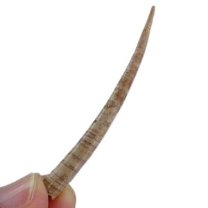 Dentalium (Antalis) vulgare  VENDIDO
