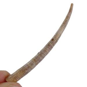 Dentalium (Antalis) vulgare  VENDIDO