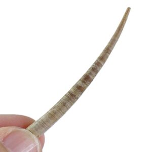 Dentalium (Antalis) vulgare