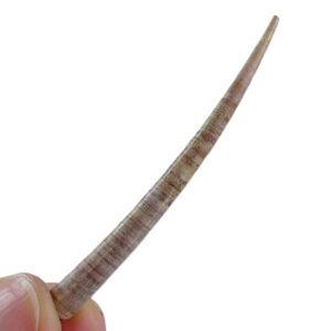 Dentalium (Antalis) vulgare
