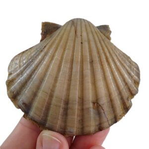Pecten (P.) benedictus  VENDIDO