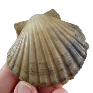 Pecten (P.) benedictus  VENDIDO