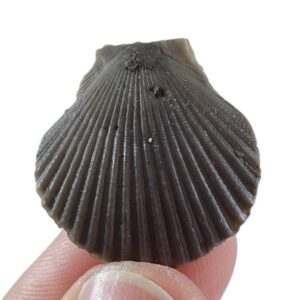 Chlamys biarritzensis