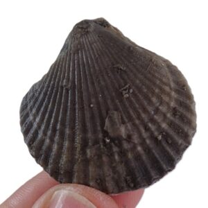 Chlamys biarritzensis
