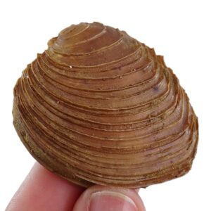 Circomphalus foliaceolamellosus VENDIDO