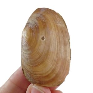 Lutraria (L.) lutraria VENDIDO