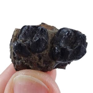 Homogalax sp.