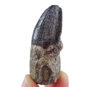 Coryphodon sp.