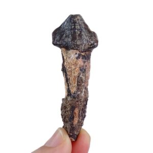 Coryphodon sp.