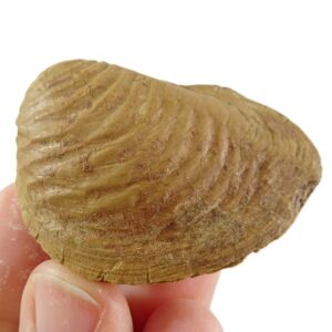 Buchotrigonia pizcuetana