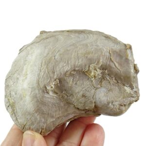 Aetostreon latissimum