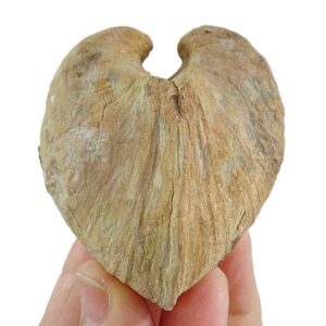 Cucullaea (Idonearca) sablieri