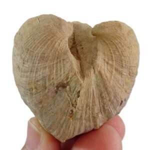 Cucullaea (Idonearca) sablieri