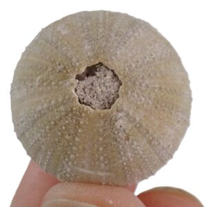 Amblypneustes formosus