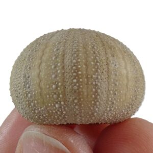 Amblypneustes formosus