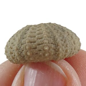 Temnopleurus toreumaticus