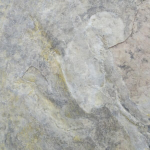 Huella de Coelophysis bauri