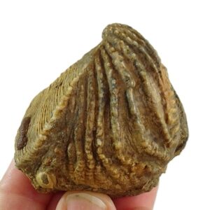 Scaphotrigonia navis