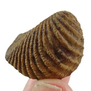 Pterotrigonia (Scabrotrigonia) scabra