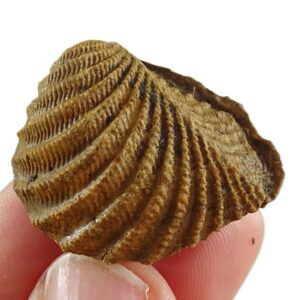 Pterotrigonia (Scabrotrigonia) scabra
