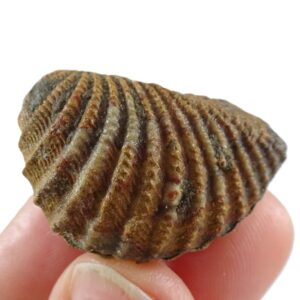 Pterotrigonia (Scabrotrigonia) scabra