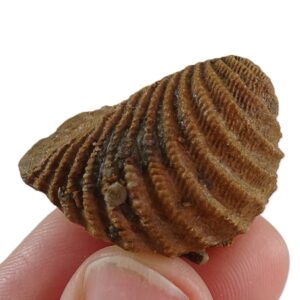 Pterotrigonia (Scabrotrigonia) scabra