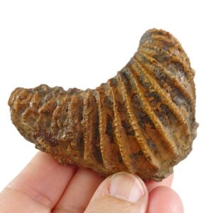Pterotrigonia caudata