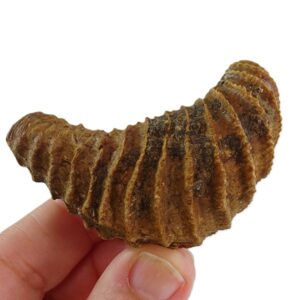 Pterotrigonia caudata