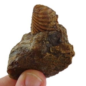 Pterotrigonia (Scabrotrigonia) scabra