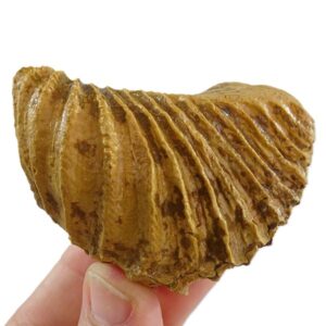 Pterotrigonia caudata