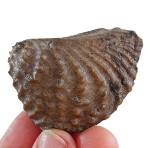 Myophorella lusitanica