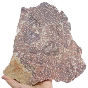 Araneograptus murrayi