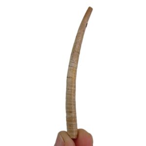 Dentalium (Antalis) vulgare