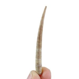 Dentalium (Antalis) vulgare