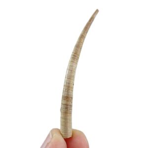 Dentalium (Antalis) vulgare