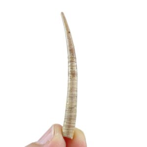 Dentalium (Antalis) vulgare